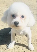 Chowder, a male Bichon Frise for sale in Menifee, CA – 1 of 5