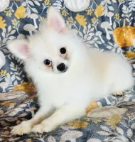 Myth, a male Pomeranian for sale in Menifee, CA – 3 of 4