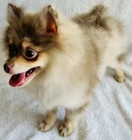 Legend, a male Pomeranian for sale in Menifee, CA – 1 of 3