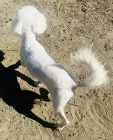 Chowder, a male Bichon Frise for sale in Menifee, CA – 2 of 5