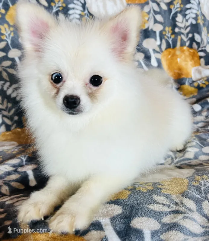 Myth – Pomeranian puppy for sale in Menifee, CA