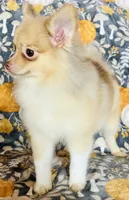 Pandora , a female Pomeranian for sale in Menifee, CA – 3 of 4