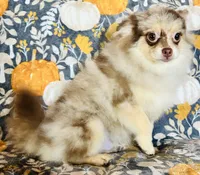 Legend, a male Pomeranian for sale in Menifee, CA – 4 of 4