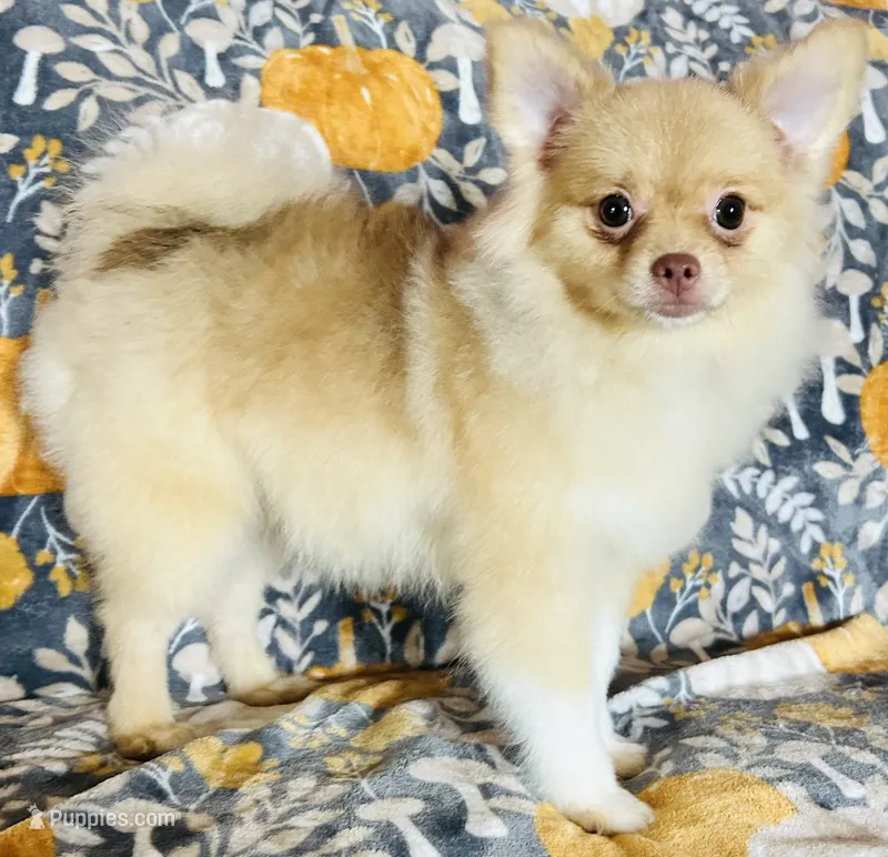Pandora  – Pomeranian puppy for sale in Menifee, CA
