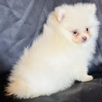 Myth, a male Pomeranian for sale in Menifee, CA – Photo 3 of 3