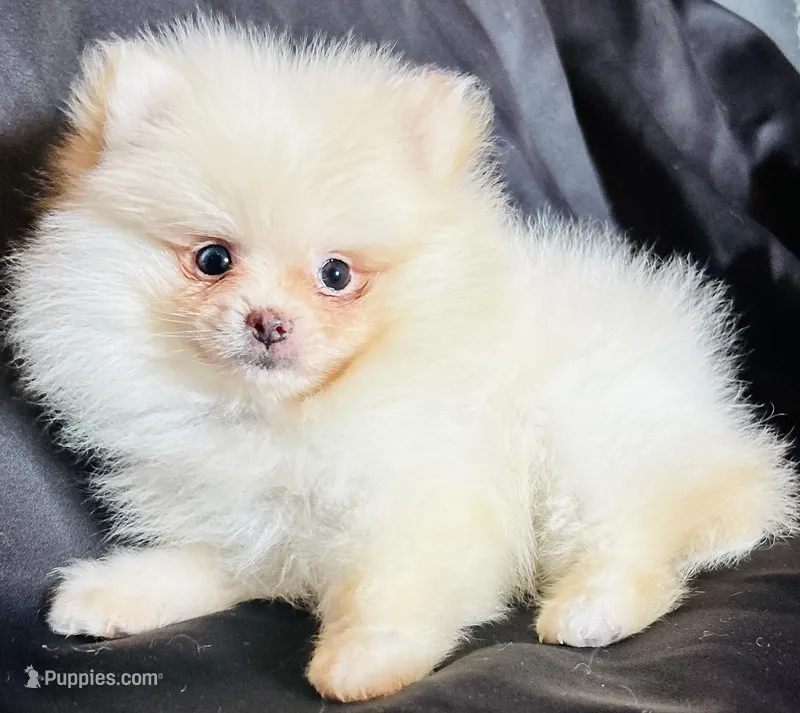 Myth – Pomeranian puppy for sale in Menifee, CA
