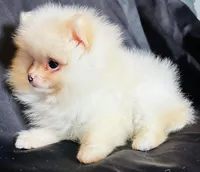 Myth, a male Pomeranian for sale in Menifee, CA – Photo 2 of 3