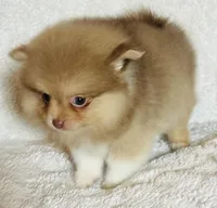 Pandora , a female Pomeranian for sale in Menifee, CA – Photo 2 of 3