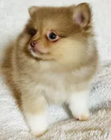 Pandora , a female Pomeranian for sale in Menifee, CA – Photo 3 of 3