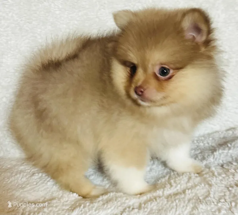 Pandora  – Pomeranian puppy for sale in Menifee, CA