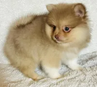 Pandora , a female Pomeranian for sale in Menifee, CA – Photo 1 of 3