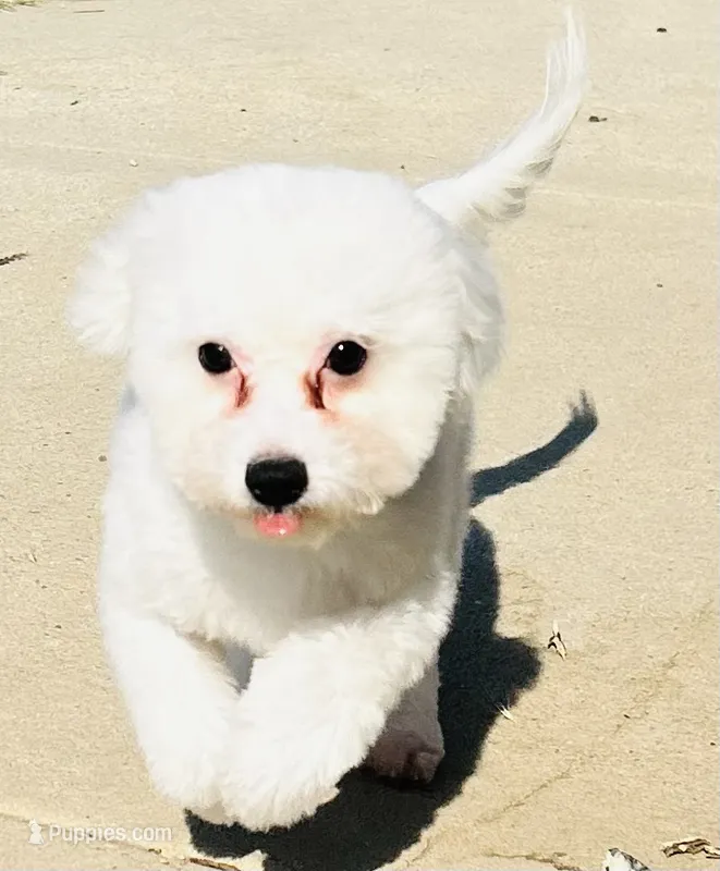 Chowder – Bichon Frise puppy for sale in Menifee, CA