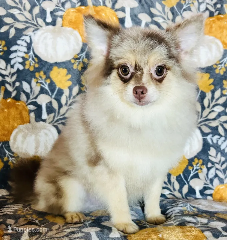 Legend – Pomeranian puppy for sale in Menifee, CA