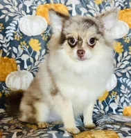 Legend, a male Pomeranian for sale in Menifee, CA – 1 of 4