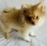 Pandora , a female Pomeranian for sale in Menifee, CA – 1 of 3
