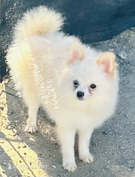 Myth – Pomeranian puppy for sale in Menifee, CA
