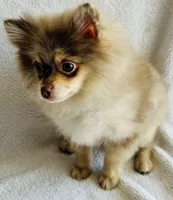 Legend, a male Pomeranian for sale in Menifee, CA – 2 of 3