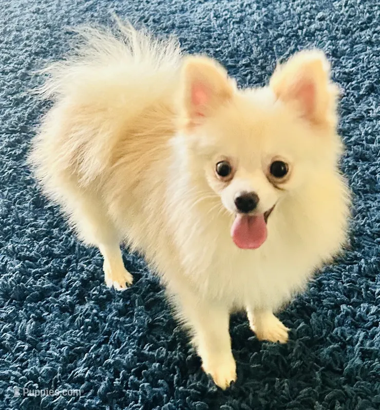 Myth – Pomeranian puppy for sale in Menifee, CA