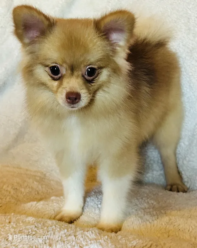 Pandora  – Pomeranian puppy for sale in Menifee, CA