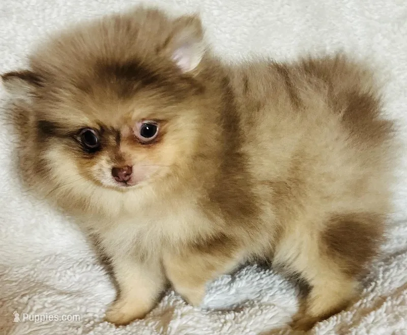 Legend – Pomeranian puppy for sale in Menifee, CA