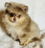 Legend, a male Pomeranian for sale in Menifee, CA – Photo 3 of 3