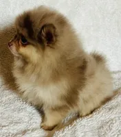 Legend, a male Pomeranian for sale in Menifee, CA – Photo 2 of 3