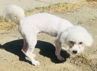 Chowder, a male Bichon Frise for sale in Menifee, CA – 3 of 5