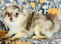 Legend, a male Pomeranian for sale in Menifee, CA – 2 of 4