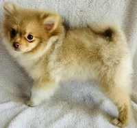 Pandora , a female Pomeranian for sale in Menifee, CA – 3 of 3