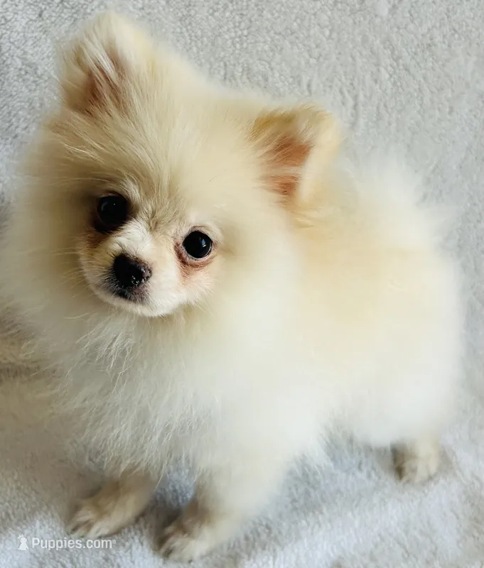 Myth – Pomeranian puppy for sale in Menifee, CA