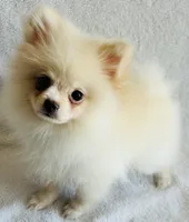 Myth, a male Pomeranian for sale in Menifee, CA – 1 of 3