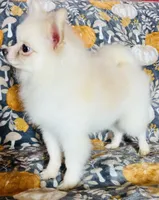 Myth, a male Pomeranian for sale in Menifee, CA – 2 of 4