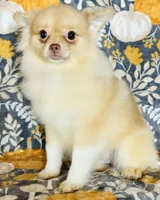 Pandora , a female Pomeranian for sale in Menifee, CA – 2 of 4