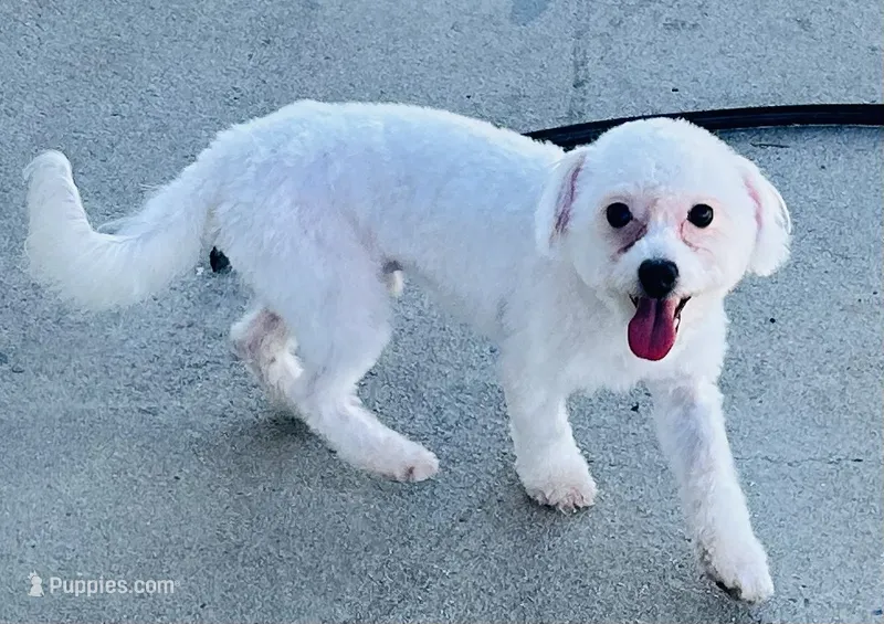 Chowder – Bichon Frise puppy for sale in Menifee, CA