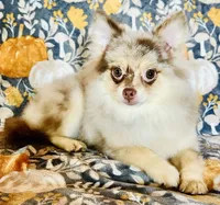 Legend, a male Pomeranian for sale in Menifee, CA – 3 of 4