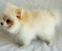 Myth, a male Pomeranian for sale in Menifee, CA – 2 of 3
