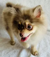 Legend, a male Pomeranian for sale in Menifee, CA – 3 of 3