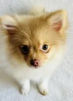 Pandora , a female Pomeranian for sale in Menifee, CA – 2 of 3