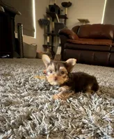 Chocolate Baby, a male Yorkshire Terrier for sale in Albuquerque, NM – 2 of 5