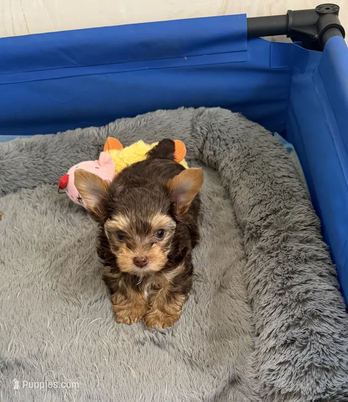 Chocolate Baby – Yorkshire Terrier puppy for sale in Albuquerque, NM