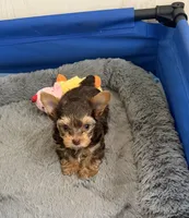 Chocolate Baby, a male Yorkshire Terrier for sale in Albuquerque, NM – 1 of 5