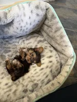 Chocolate Baby, a male Yorkshire Terrier for sale in Albuquerque, NM – 5 of 5