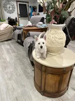 Leena, a female West Highland White Terrier for sale in Blanco, TX – 2 of 4