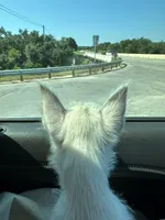 Leena, a female West Highland White Terrier for sale in Blanco, TX – 3 of 4