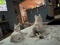 Leena, a female West Highland White Terrier for sale in Blanco, TX – 4 of 4