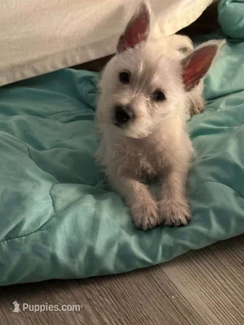 Leena – West Highland White Terrier puppy for sale in Blanco, TX