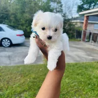 Jack, a male Maltese for sale in Mobile, AL – Photo 2 of 2