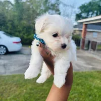 Jack, a male Maltese for sale in Mobile, AL – Photo 1 of 2