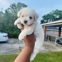 Rose , a female Maltese for sale in Mobile, AL – Photo 2 of 2