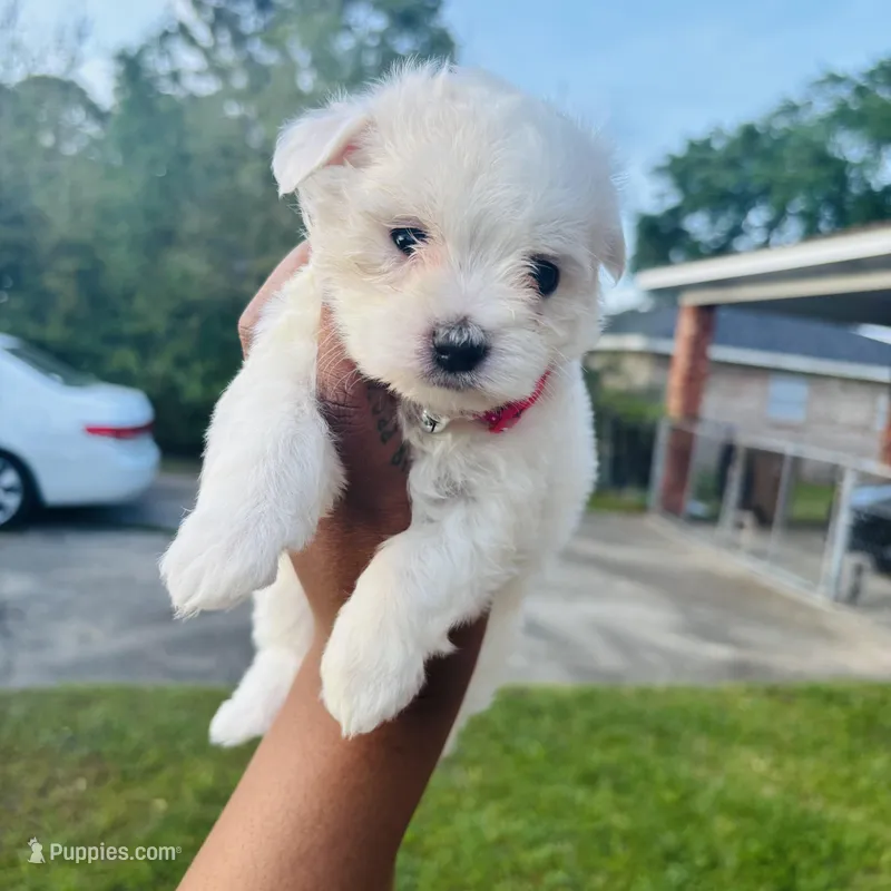 Rose  – Maltese puppy for sale in Mobile, AL